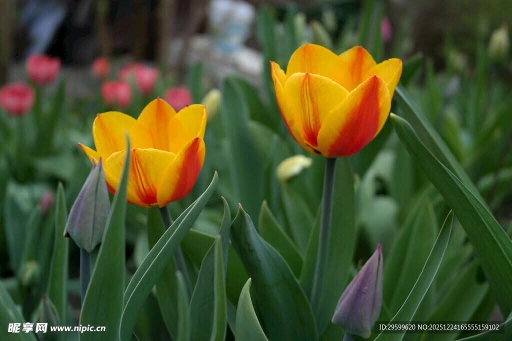 娇艳双色郁金香绽放