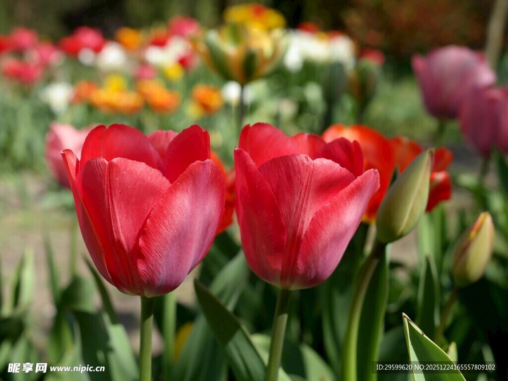 娇艳欲滴的红色郁金香