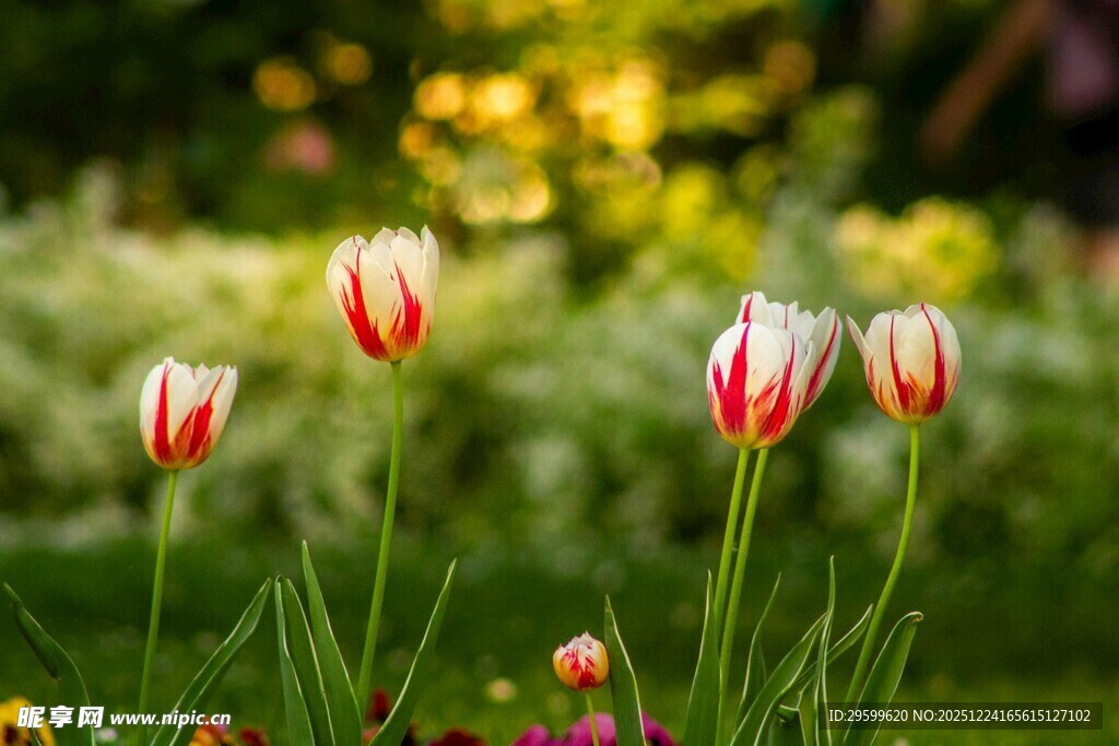 春日绽放的红白相间郁金香