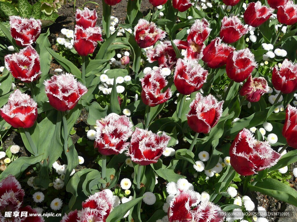 娇艳红白郁金香绽放