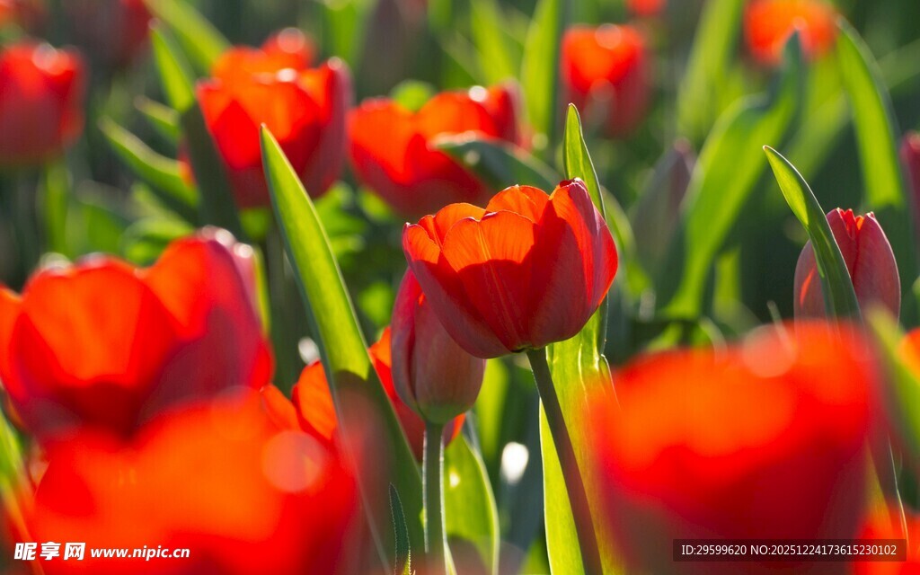 鲜艳红郁金香绽放美景