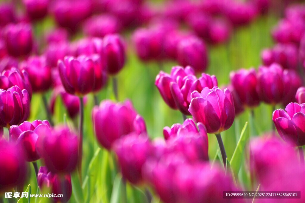 浪漫紫色郁金香花海