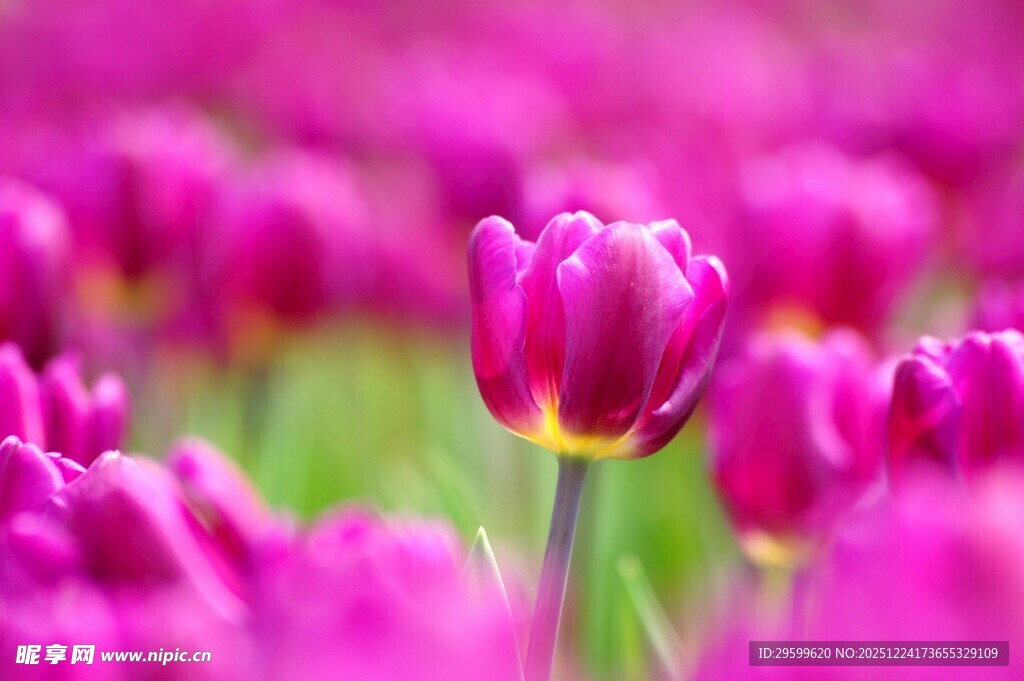 浪漫紫色郁金香花海
