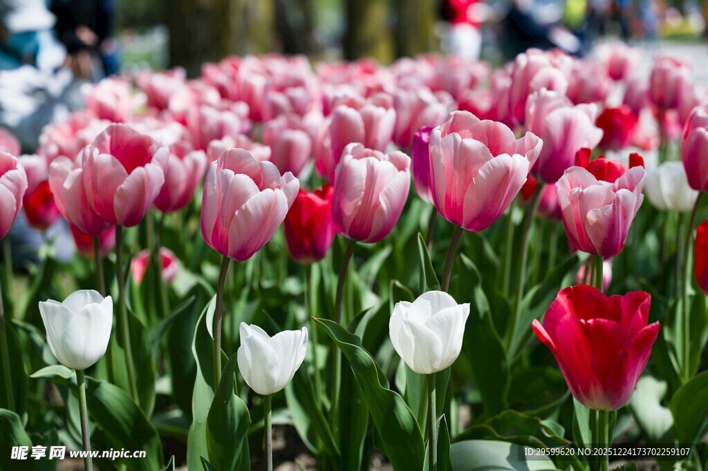 多彩郁金香花海绽放