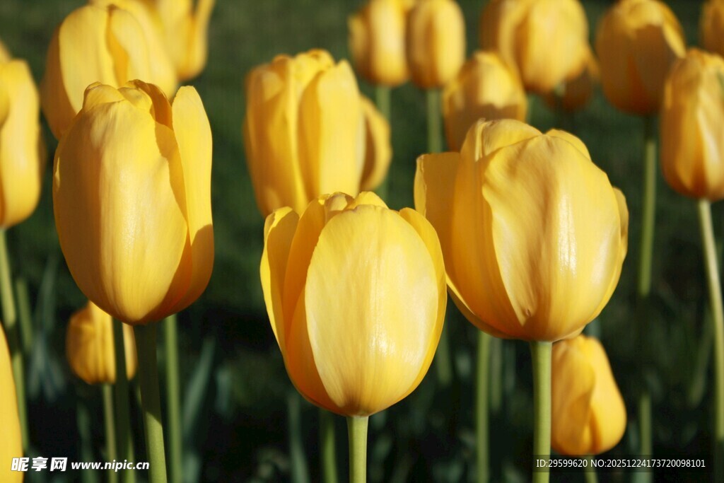 金黄郁金香花海