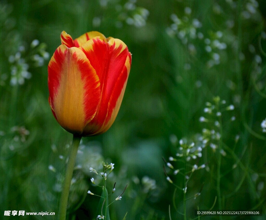 红黄相间郁金香绽放