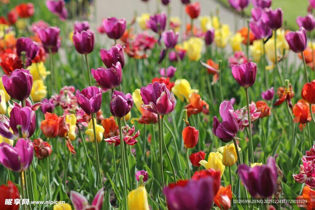 多彩郁金香花海