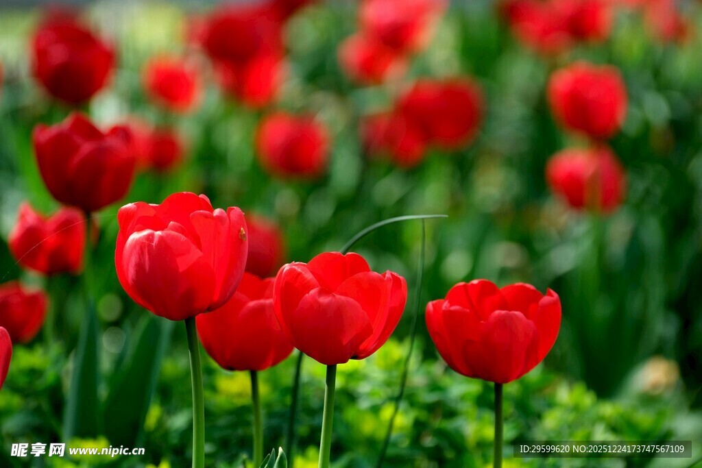 鲜艳红郁金香花海