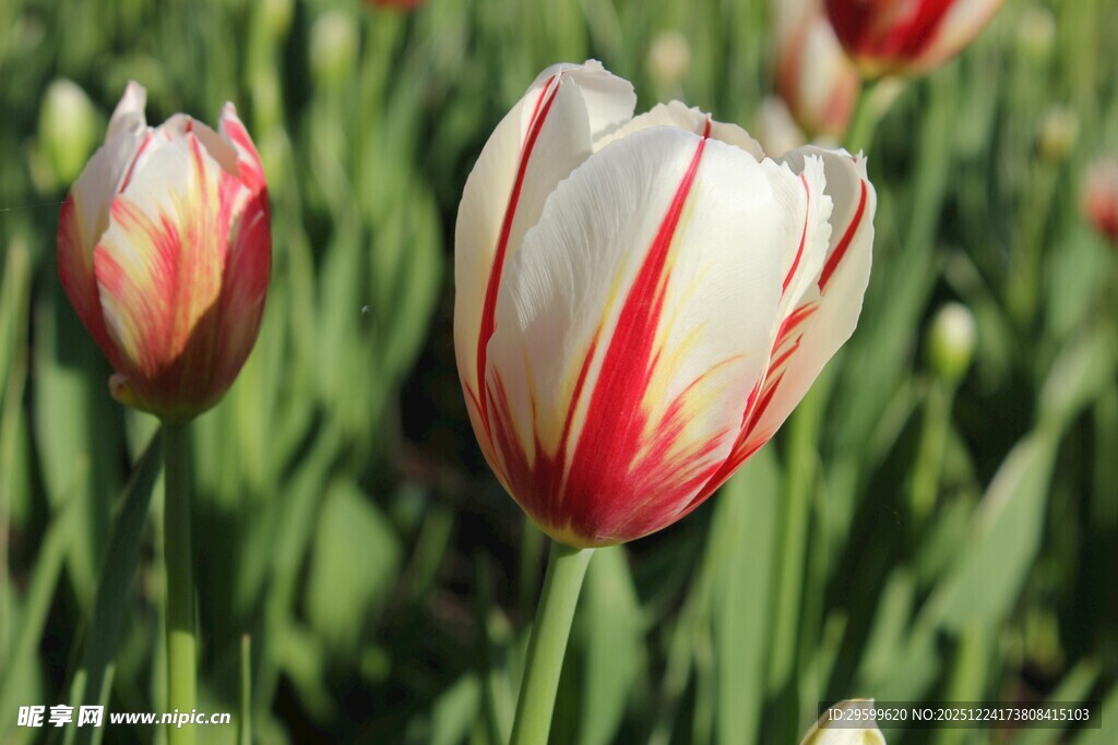 红白条纹郁金香绽放