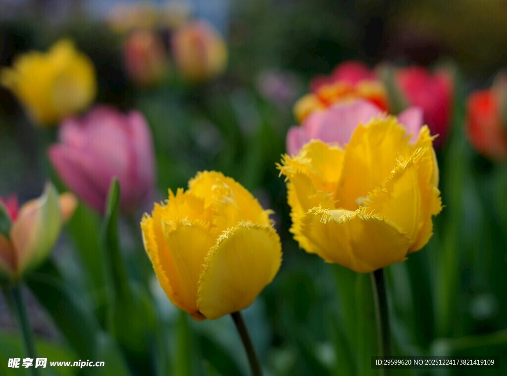 多彩郁金香绽放