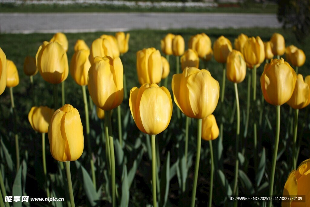 金黄郁金香花海