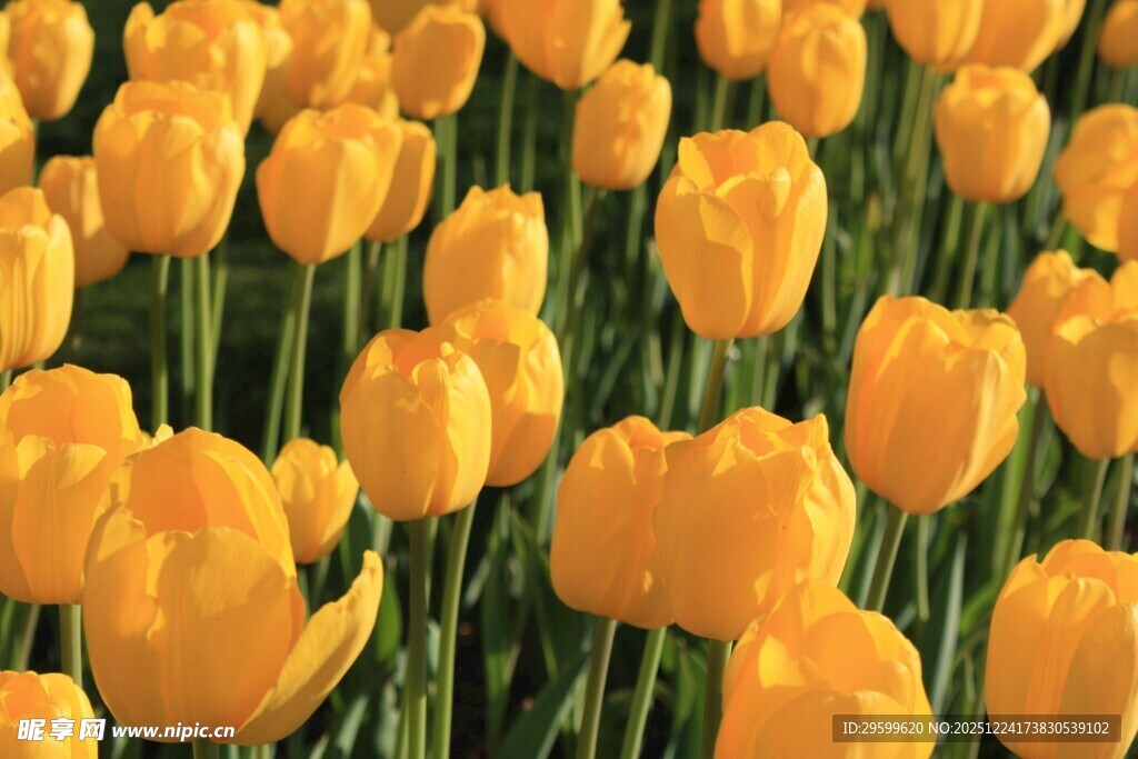 金黄郁金香花海