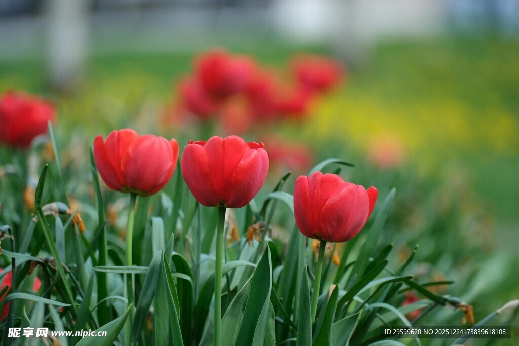娇艳红郁金香绽放