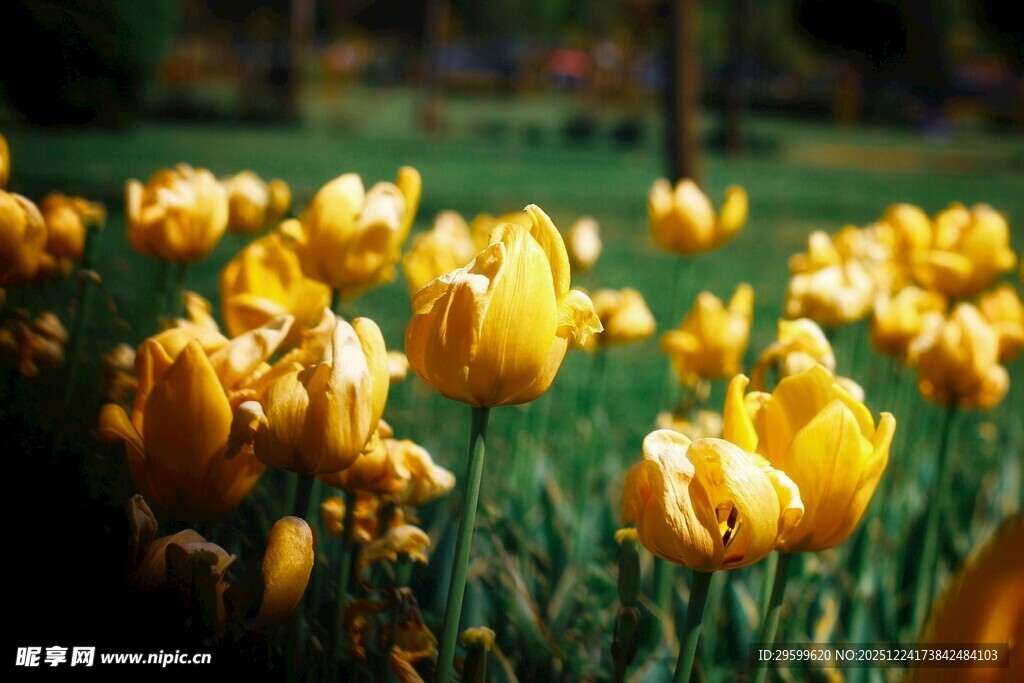 金黄郁金香绽放于草地