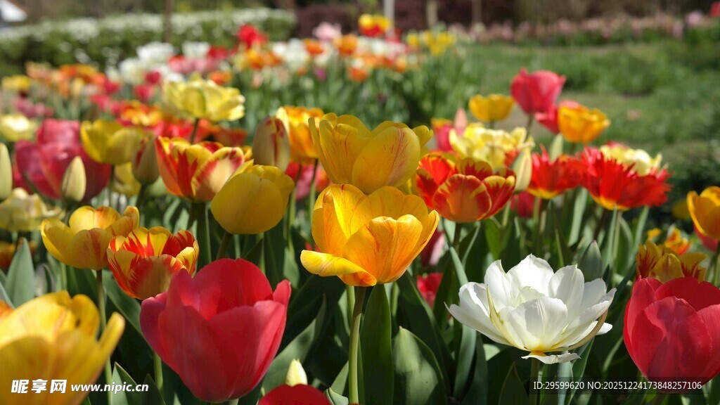 多彩郁金香花海