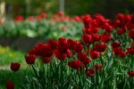 鲜艳红郁金香绽放美景