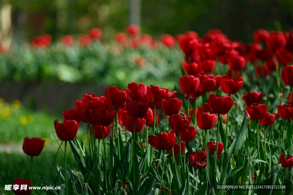 鲜艳红郁金香绽放美景