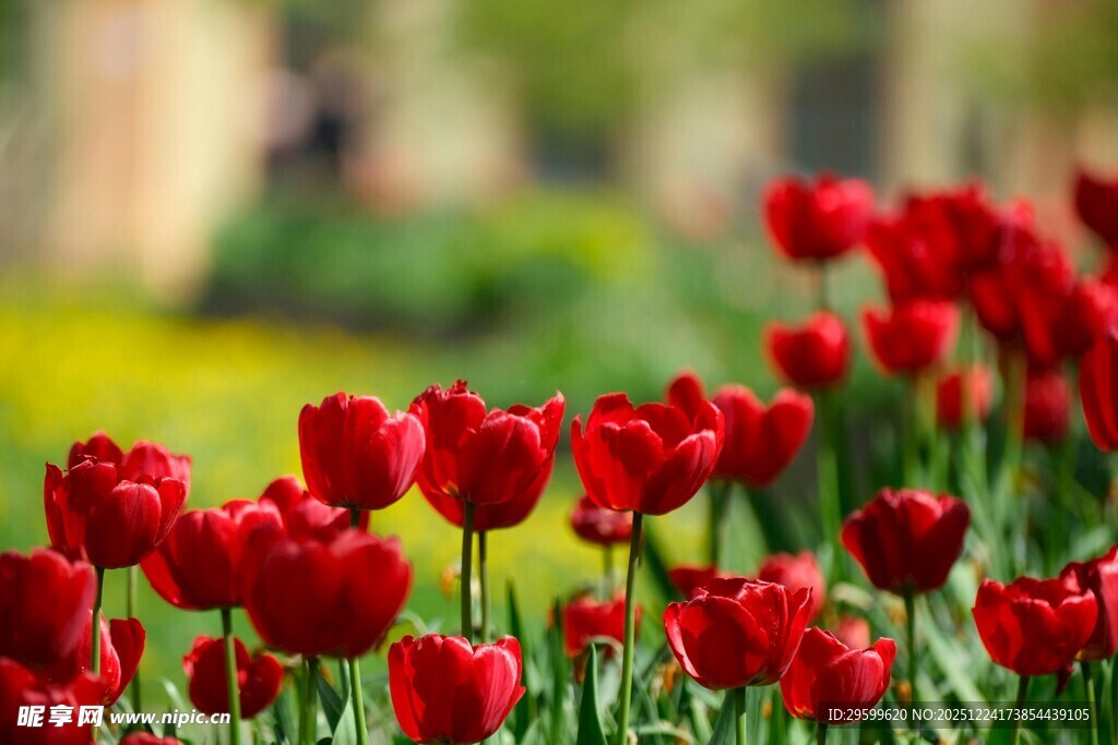 鲜艳红郁金香绽放美景