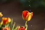 雨中绽放的艳丽郁金香