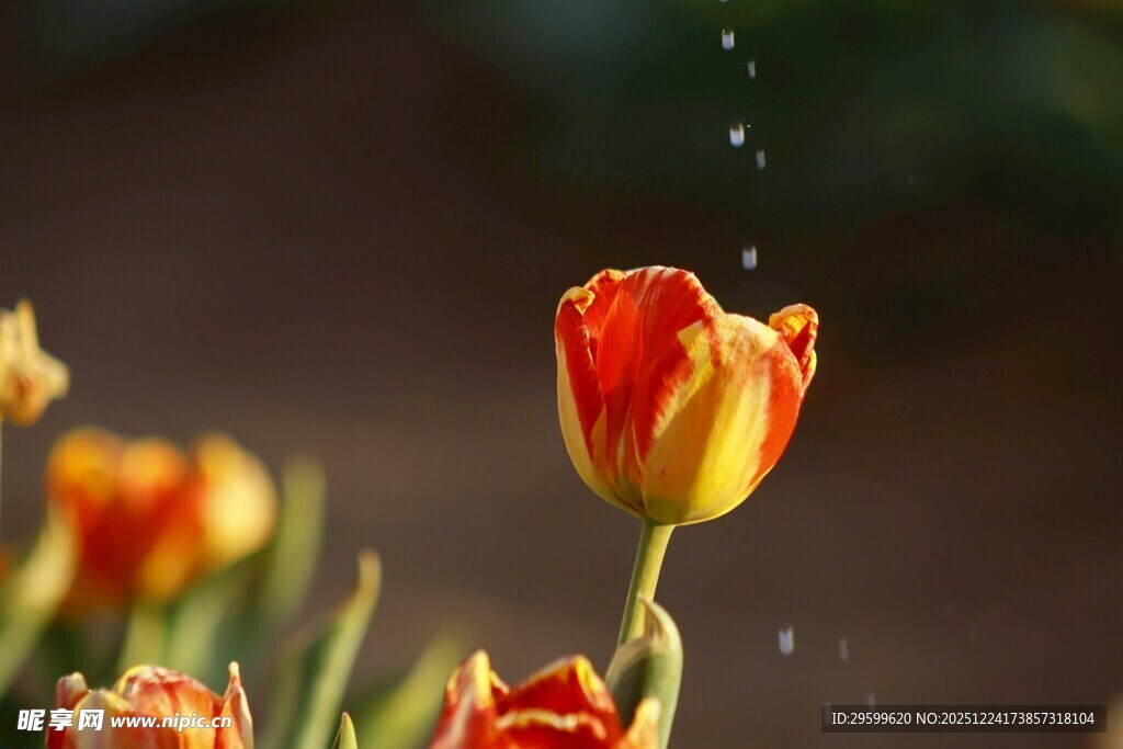 雨中绽放的艳丽郁金香
