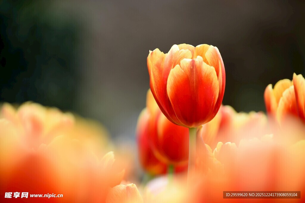 鲜艳绽放的橙色郁金香