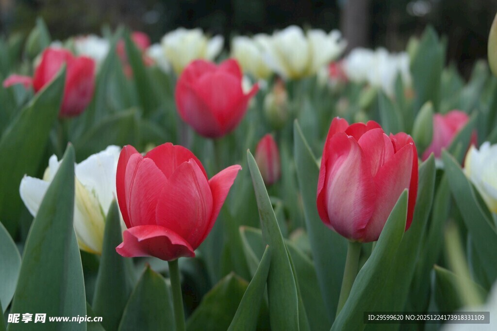 多彩郁金香绽放的美景