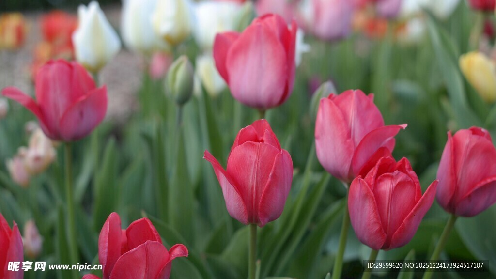娇艳欲滴的多彩郁金香