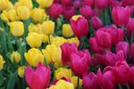 多彩郁金香绽放美景