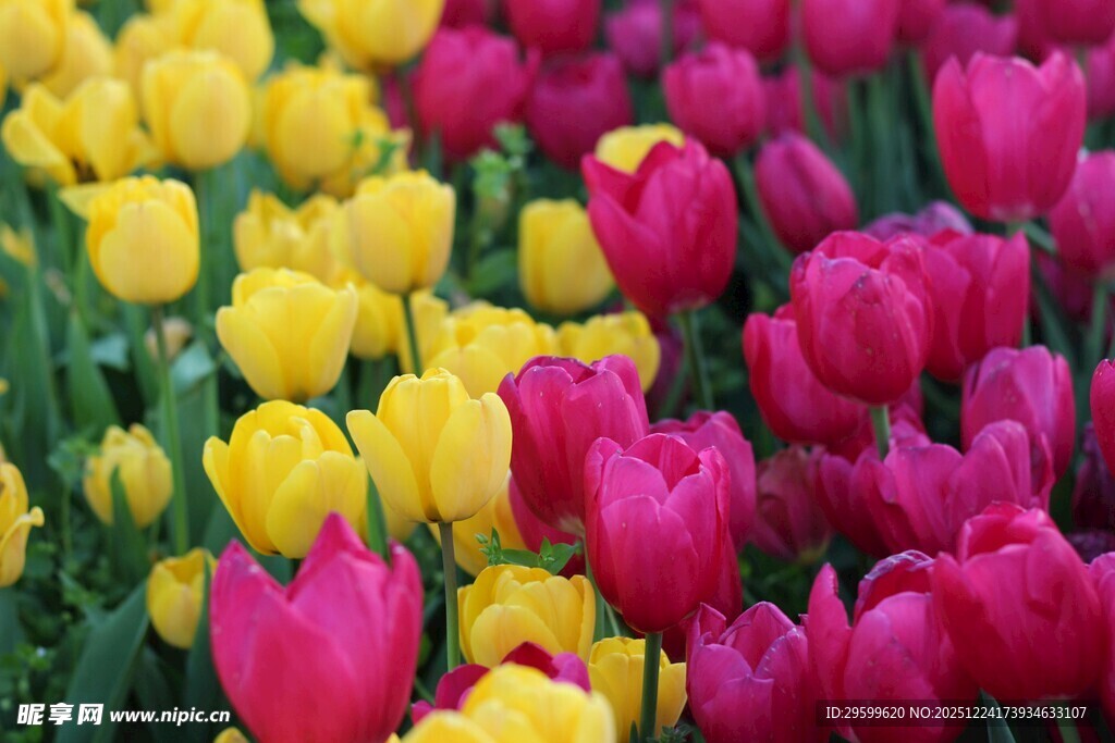 多彩郁金香绽放美景