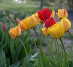 多彩郁金香绽放于花园