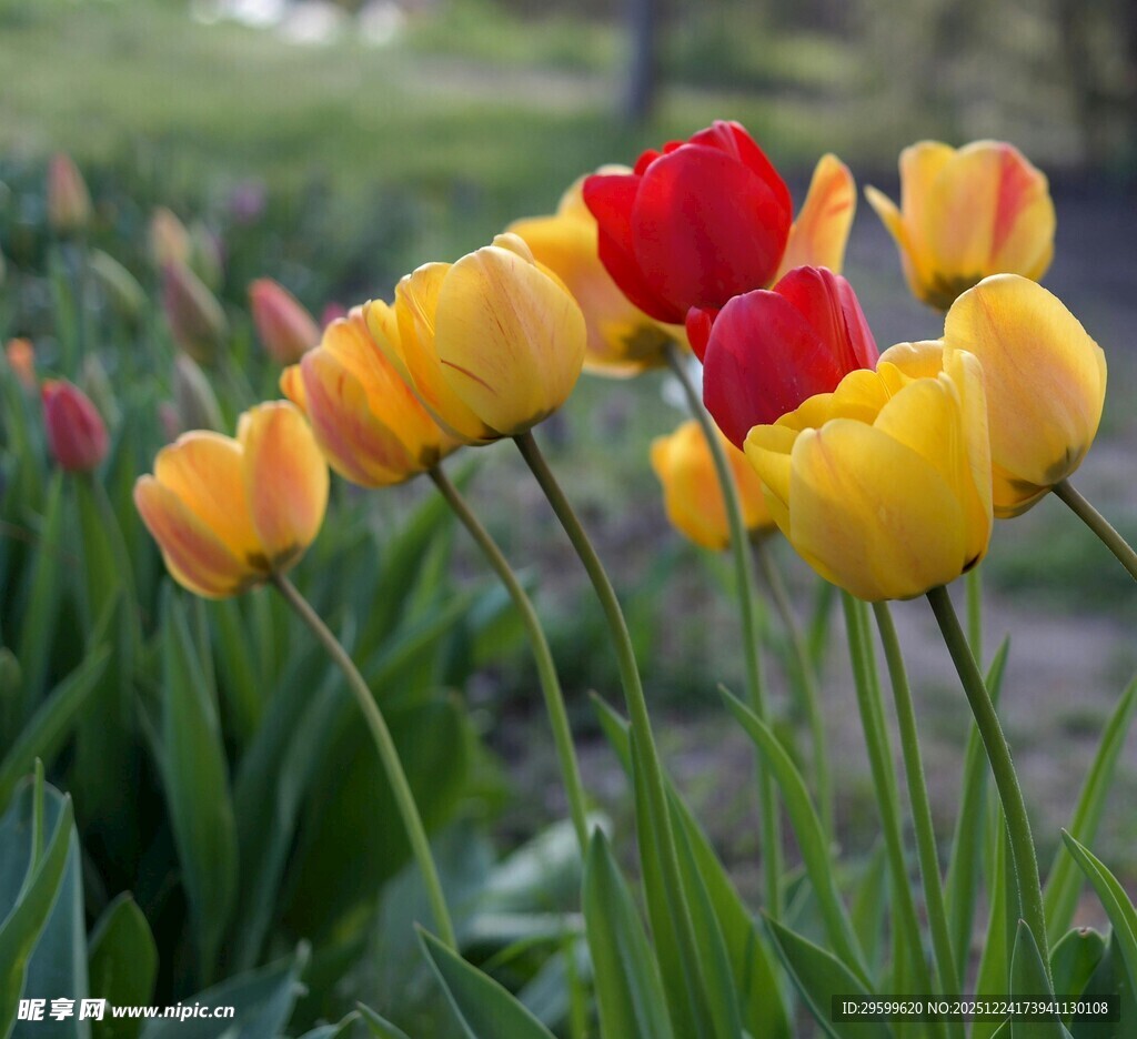 多彩郁金香绽放于花园