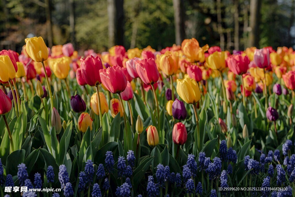 多彩郁金香与蓝花景观