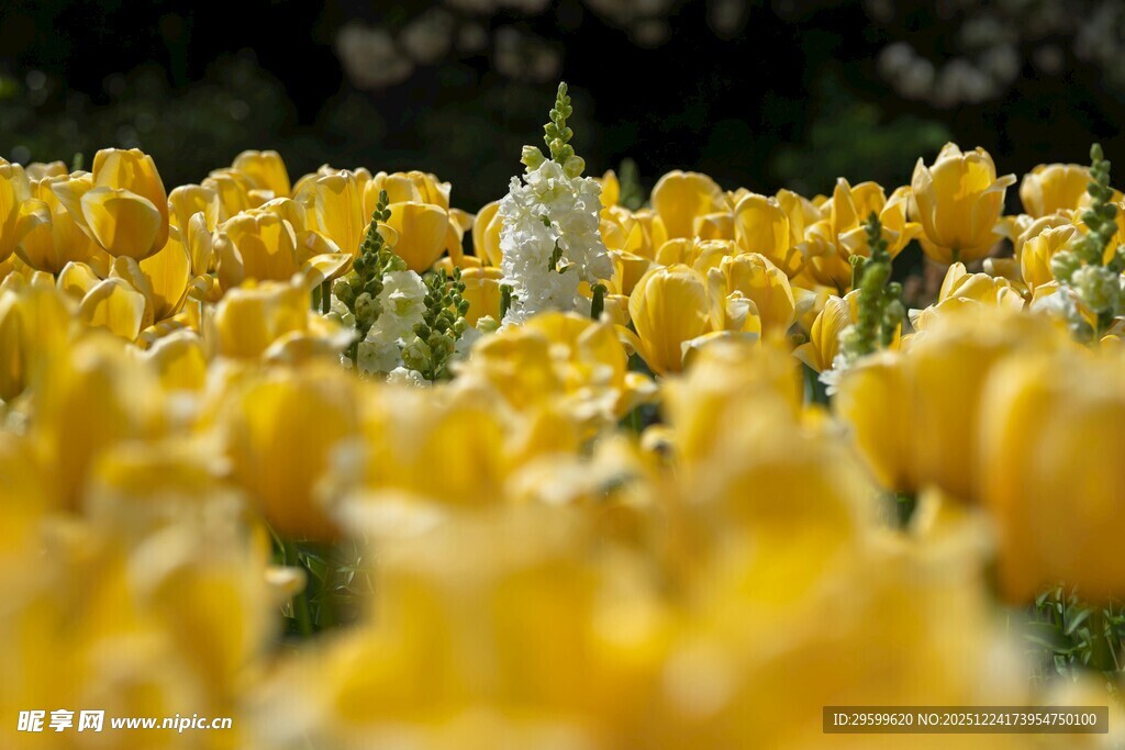 金黄郁金香花海美景