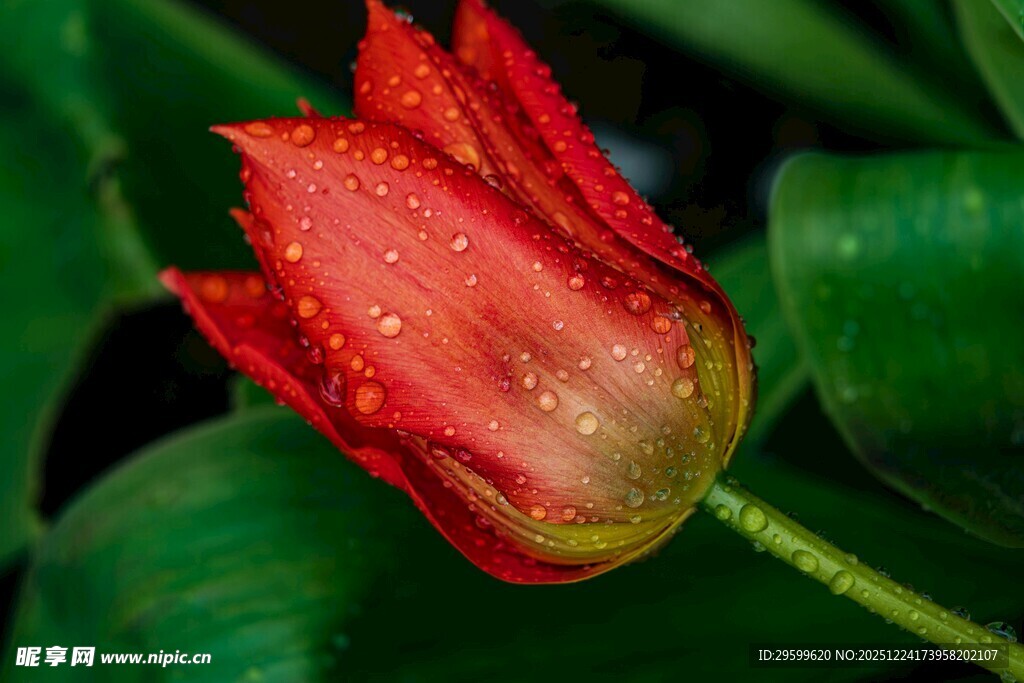 带水珠的娇艳红色郁金香