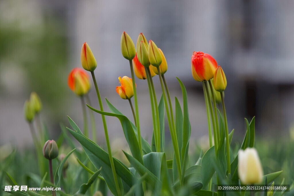 多彩郁金香绽放于草地
