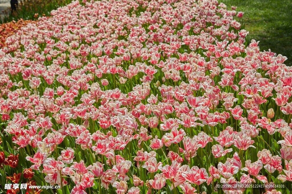 缤纷郁金香花海景观