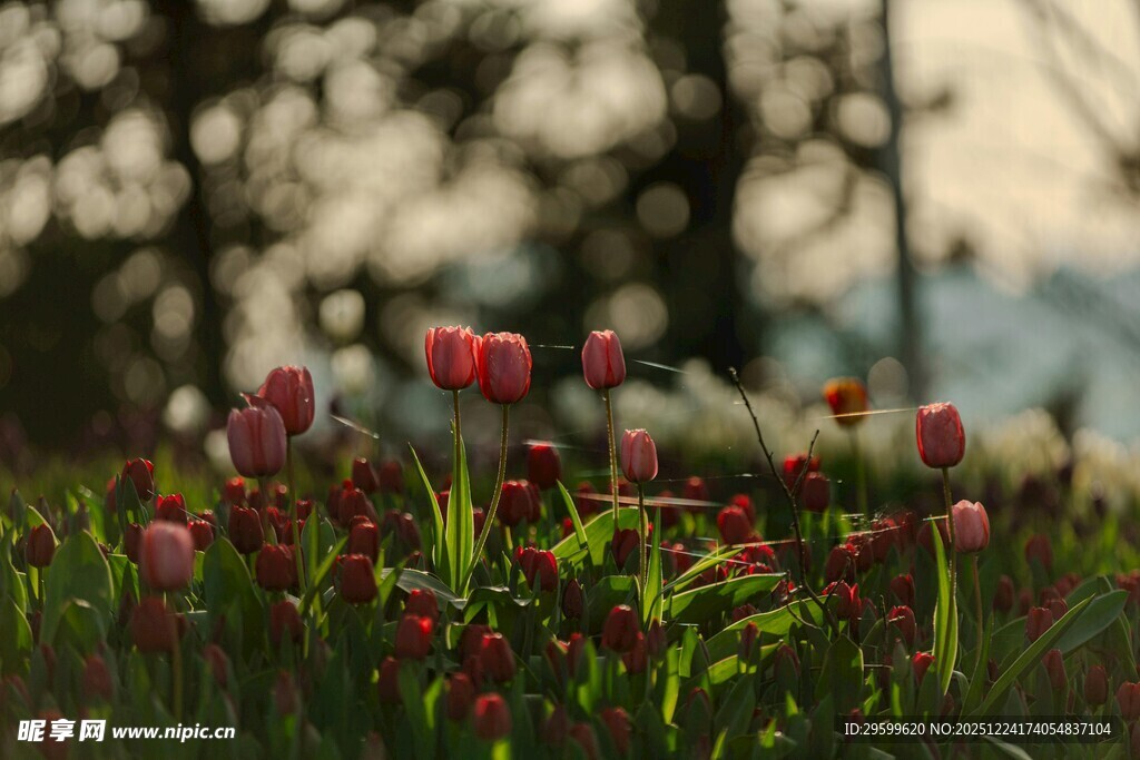 春日绽放的艳丽花丛