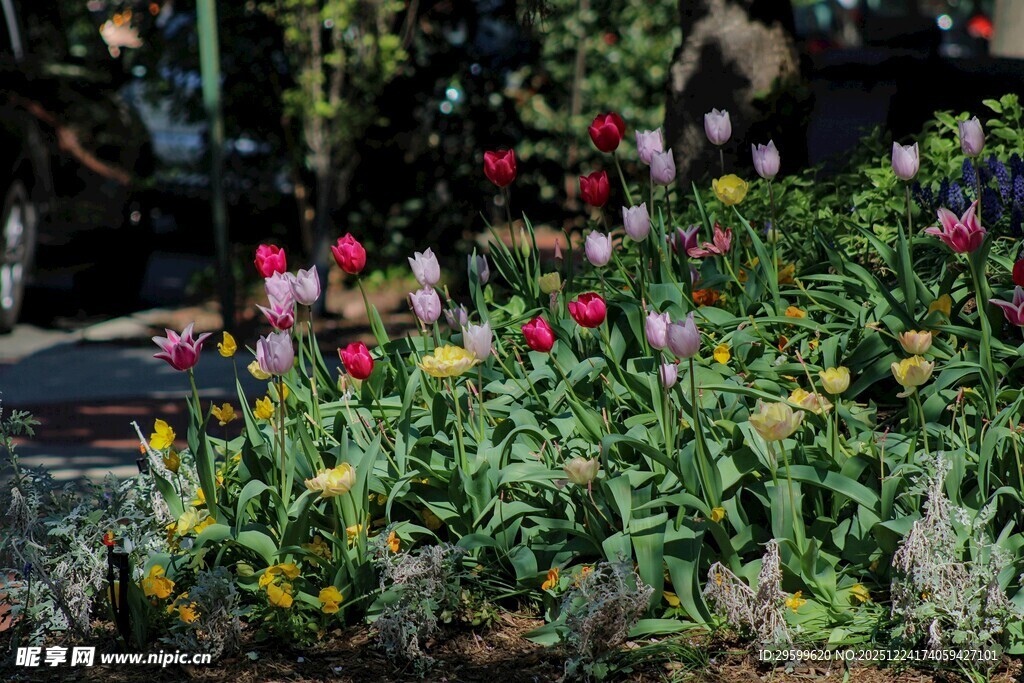 多彩郁金香绽放于花园