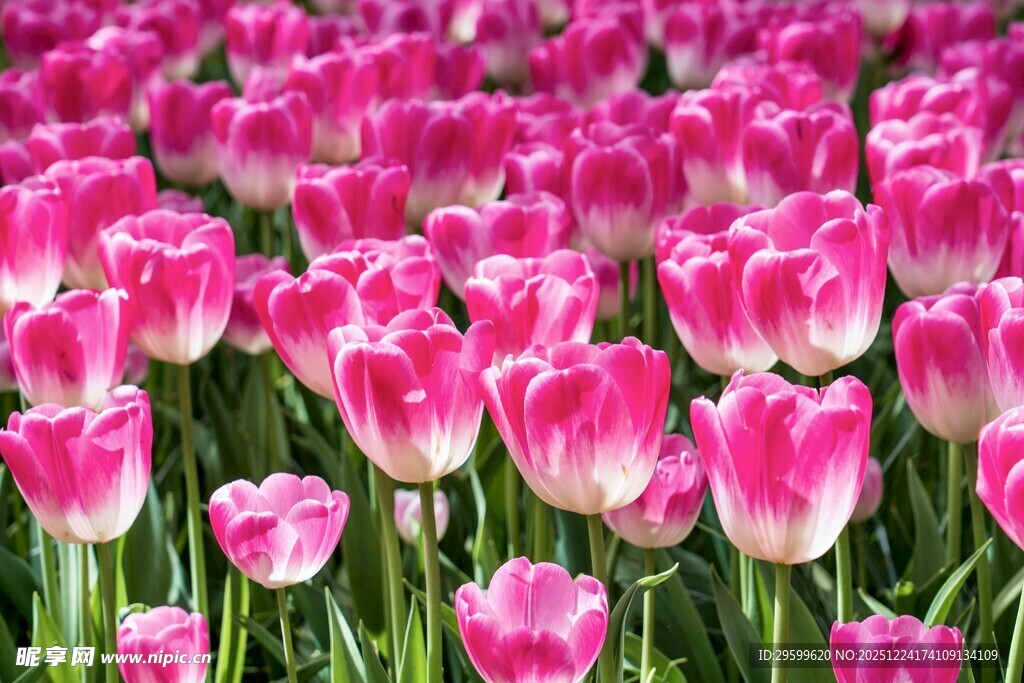 粉色郁金香花海绽放