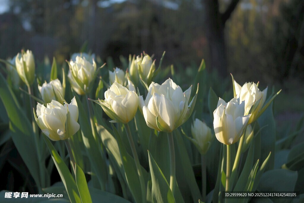 白色郁金香绽放美景