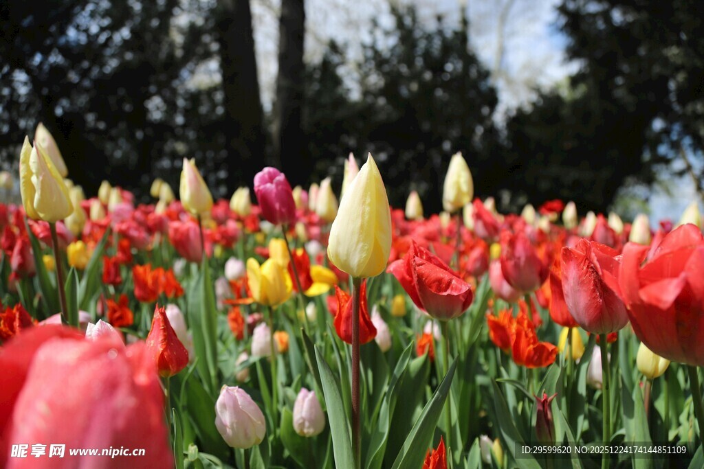 多彩郁金香花海绽放
