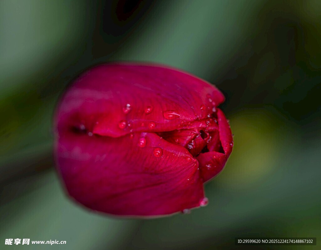 娇艳欲滴的红色郁金香