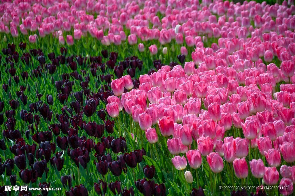 粉色郁金香花海美景
