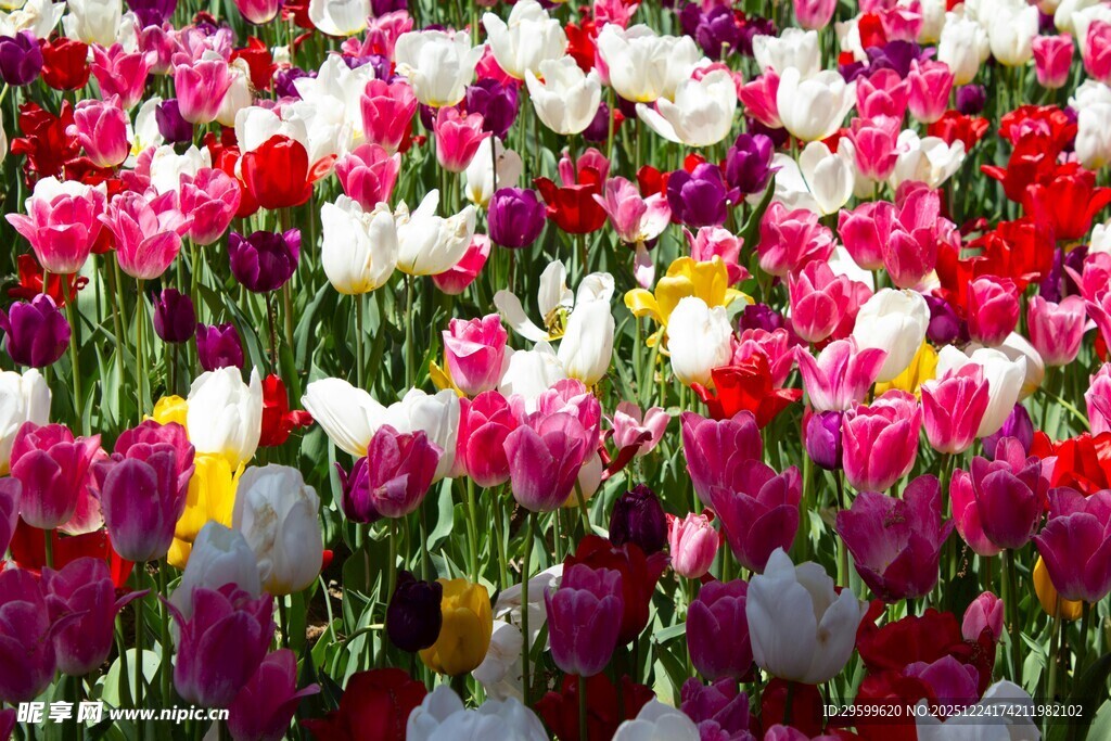 多彩郁金香花海绽放