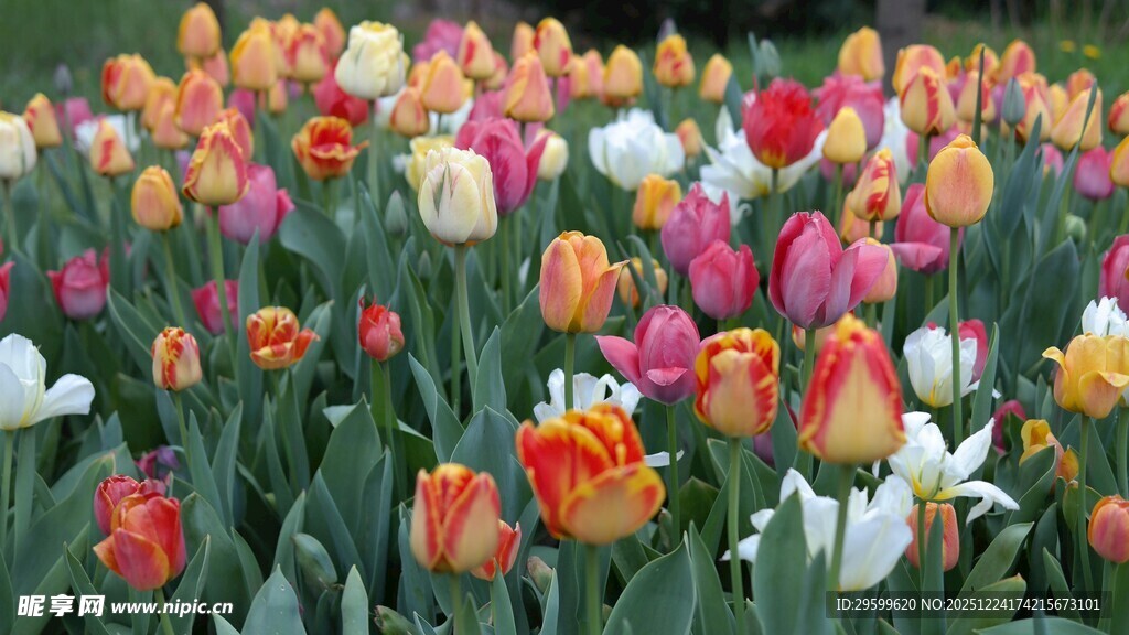 多彩郁金香花海绽放