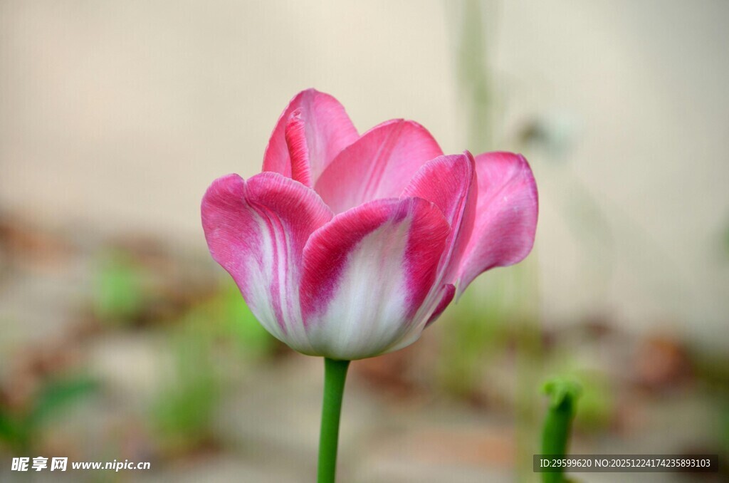 粉色郁金香特写
