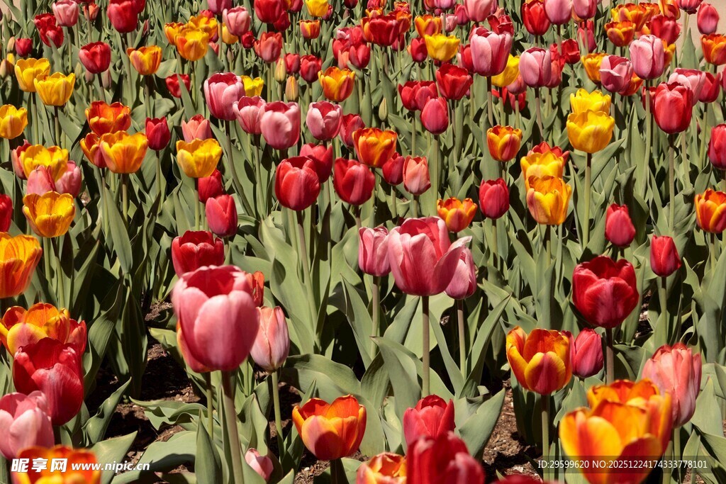 多彩郁金香花海