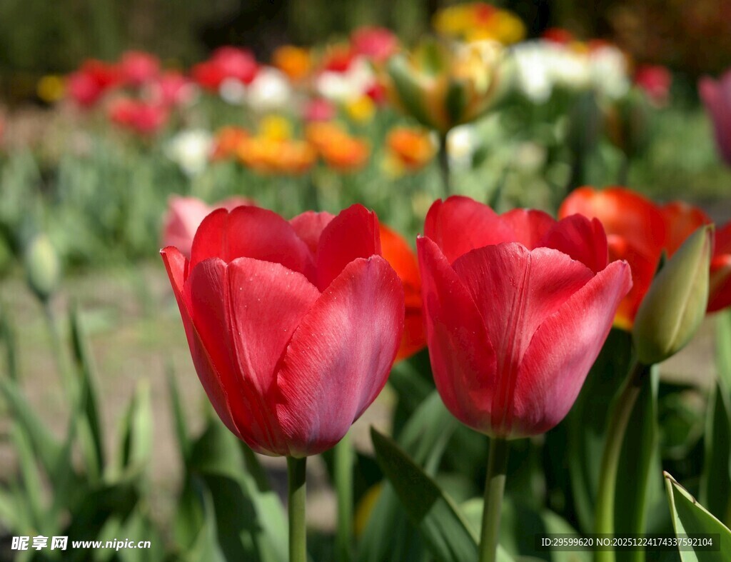 娇艳欲滴的红色郁金香