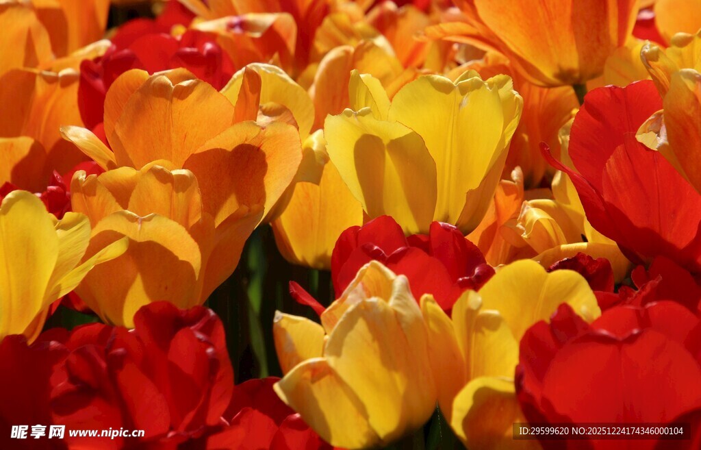 多彩郁金香绽放