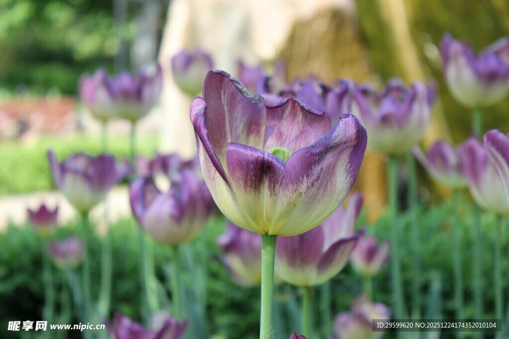 紫色郁金香绽放于花园
